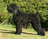 Russian Black Terrier 9Y043D-027